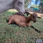 Prázdninový dům - La Capra Amaltea