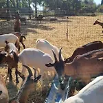 - La Capra Amaltea Prázdninový dům Cortona
