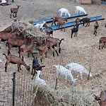 - La Capra Amaltea Cortona