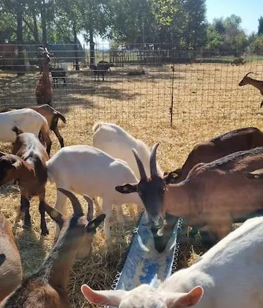 - La Capra Amaltea Semesterbostad Cortona