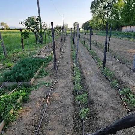 - La Capra Amaltea Cortona